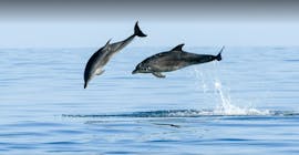 Due delfini che saltano, avvistati durante la gita in barca da Cittanova con avvistamento delfini con Kristina Excursions.