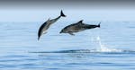 Dos delfines saltando, avistados durante el paseo en barco desde Novigrad con avistamiento de delfines con Kristina Excursions.
