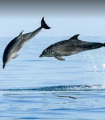 Een dolfijn gespot vanaf de boot tijdens de Boottocht van Novigrad met Dolfijnen kijken met Kristina Excursies.
