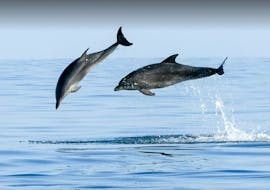 Due delfini che saltano, avvistati durante la gita in barca da Cittanova con avvistamento delfini con Kristina Excursions.