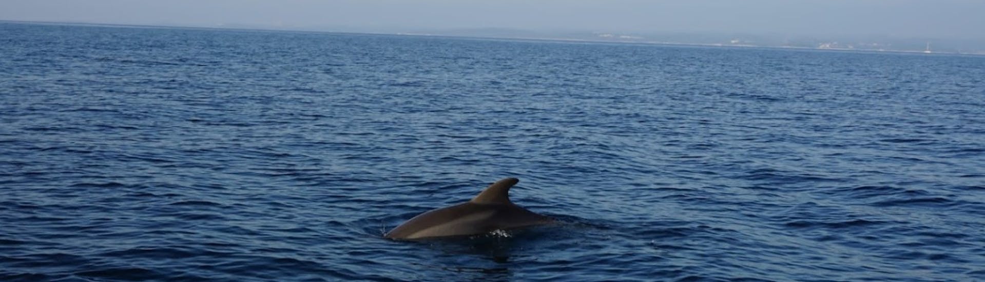 Un delfino avvistato in mare durante la gita in barca da Cittanova con avvistamento delfini con  Kristina Excursions.