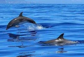 Delfines curiosos se acercan al barco durante un paseo por la costa de Taormina, con avistamiento de delfines al atardecer, con Enjoy Sicily.