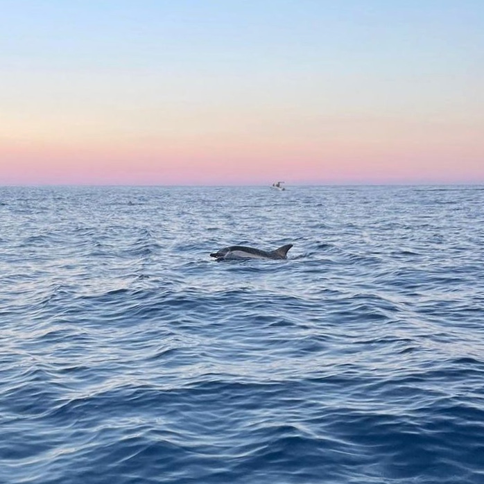 Bootstour ab Aci Trezza mit Delfinbeobachtung bei Sonnenuntergang mit Navigando per Trezza.