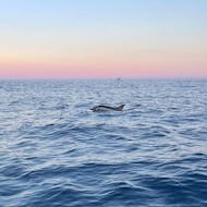 Een dolfijn zwemmend in de blauwe zee tijdens de boottocht vanuit Aci Trezza met dolfijnen kijken met Navigando per Trezza.