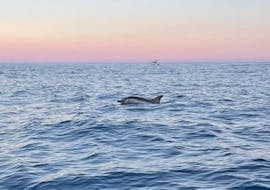 A dolphin swimming in the blue sea during the Boat Trip from Aci Trezza with Dolphin Watching with Navigando per Trezza.