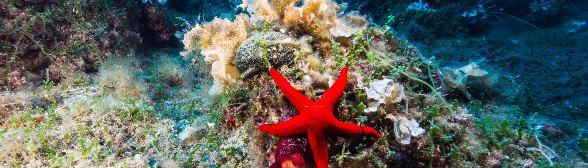 A starfish on the seabed seen during the Trial Scuba Diving on the South of Elba Island with Marina di Campo Diving Elba.