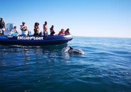 Paseo en barco de Lagos a Costa Vicentina con avistamiento de fauna con BlueFleet Lagos.