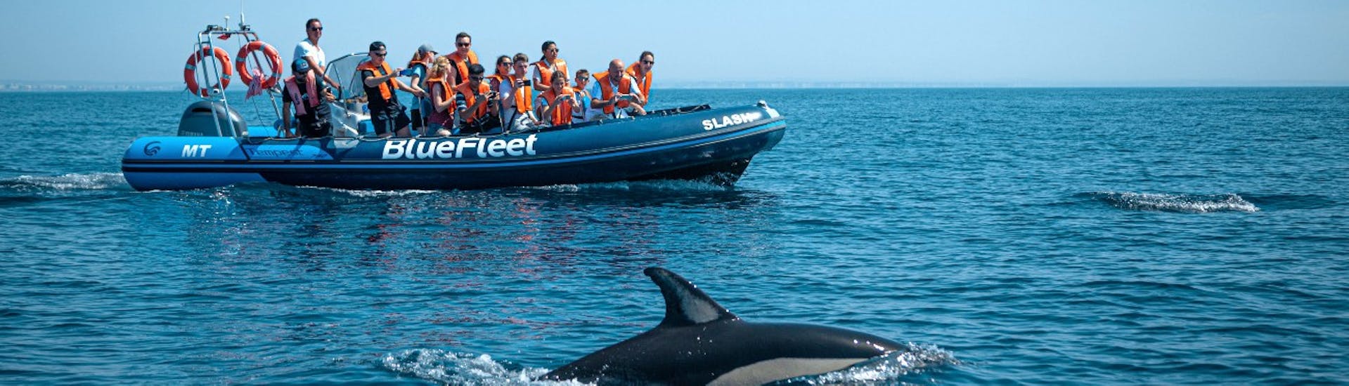 Balade en bateau Lagos - Costa Vicentina avec Observation de la faune.