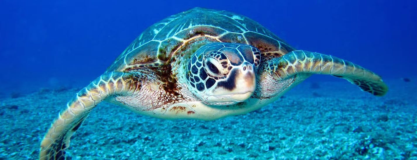 Afbeelding van een onechte karetschildpad gespot tijdens de privéboottocht naar het eiland Marathonisi en de Keri-grotten met schildpadden spotten met Serene Private Cruises.