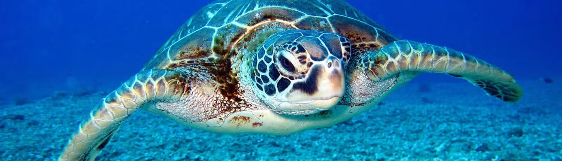 Image of a loggerhead sea turtle spotted in the private boat trip to Marathonisi Island and the Keri Caves with turtle spotting with Serene Private Cruises.