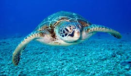 Picture of a loggerhead sea turtle spotted in the private boat trip to Marathonisi Island and the Keri Caves with turtle spotting with Serene Private Cruises.