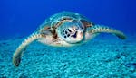 Foto van een karetschildpad gespot tijdens de privéboottocht naar het eiland Marathonisi en de Keri-grotten met schildpadden spotten met Serene Private Cruises.