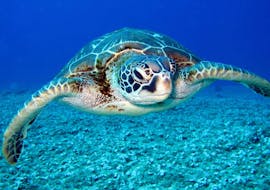 Picture of a loggerhead sea turtle spotted in the private boat trip to Marathonisi Island and the Keri Caves with turtle spotting with Serene Private Cruises.