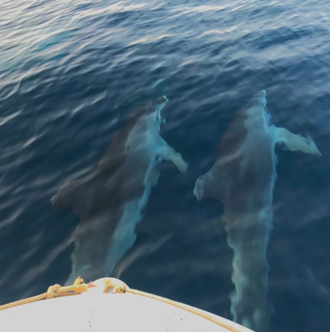 Dolphins in the sea during the Private Boat Trip from Fažana at Sunset with Dolphin Watching with Gas Boat Fažana.