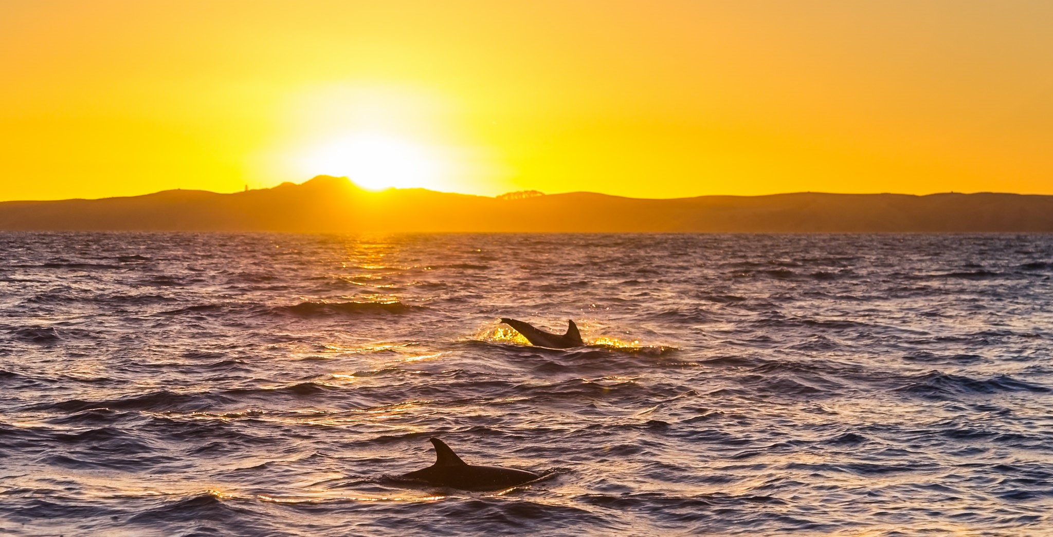 catamarantocht-van-albufeira-met-wild-spotten-zonsondergang