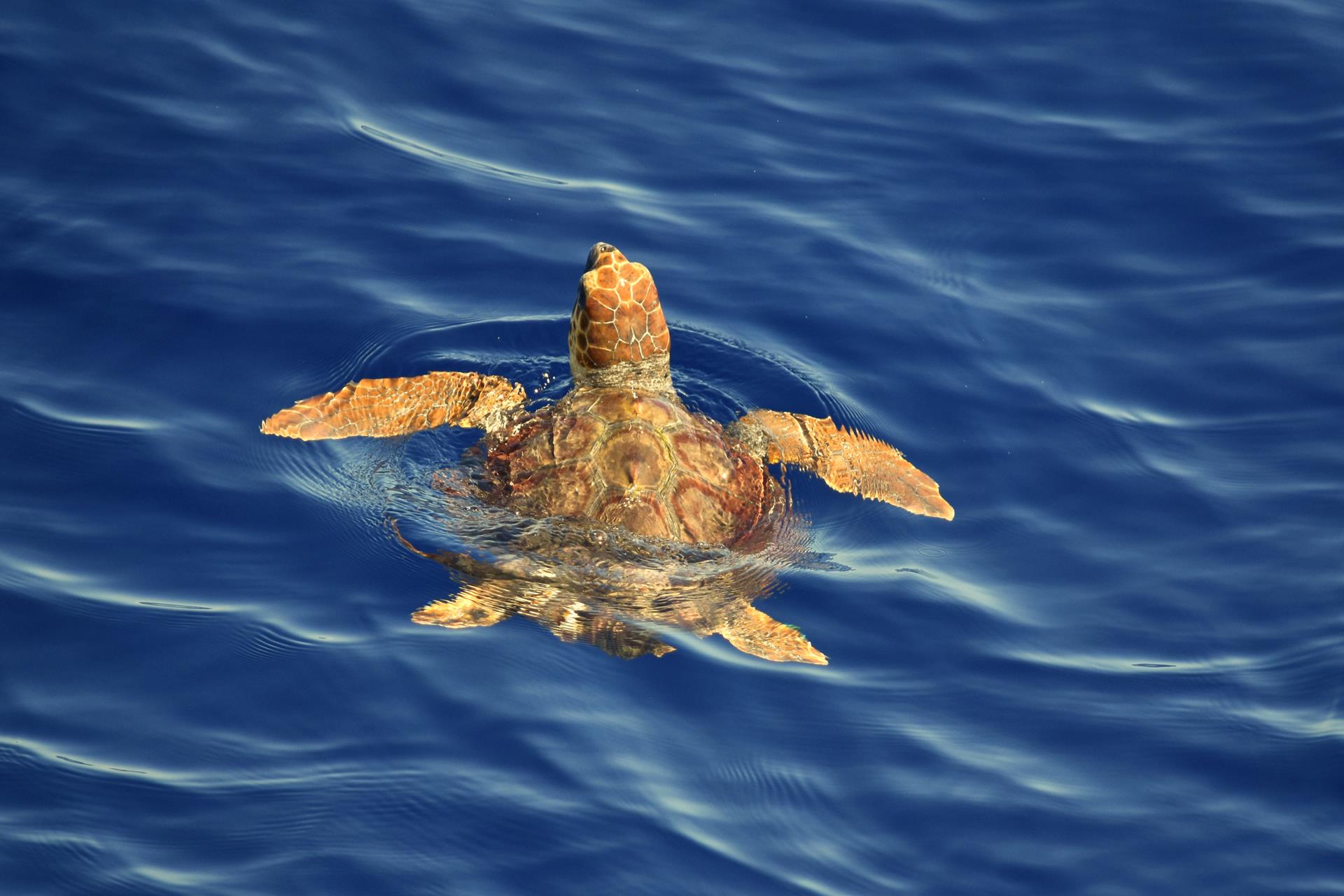 Una tortuga marina avistada durante la excursión en barco desde Savona al Santuario de Pelagos con avistamiento de cetáceos con BMC Yacht.