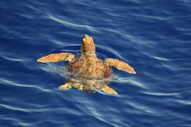 Une tortue de mer aperçue lors de l'excursion en bateau de Savone au Sanctuaire Pelagos avec observation des cétacés avec le BMC Yacht.