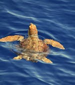 Una tortuga marina avistada durante la excursión en barco desde Savona al Santuario de Pelagos con avistamiento de cetáceos con BMC Yacht.