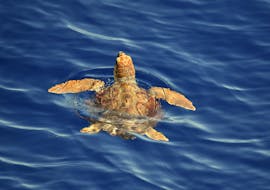 Une tortue de mer aperçue lors de l'excursion en bateau de Savone au Sanctuaire Pelagos avec observation des cétacés avec le BMC Yacht.