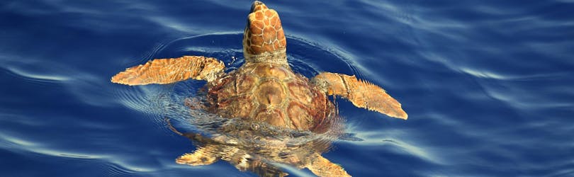 A sea turtle spotted during the boat trip from Savona to Pelagos Sanctuary with cetacean watching with BMC Yacht.