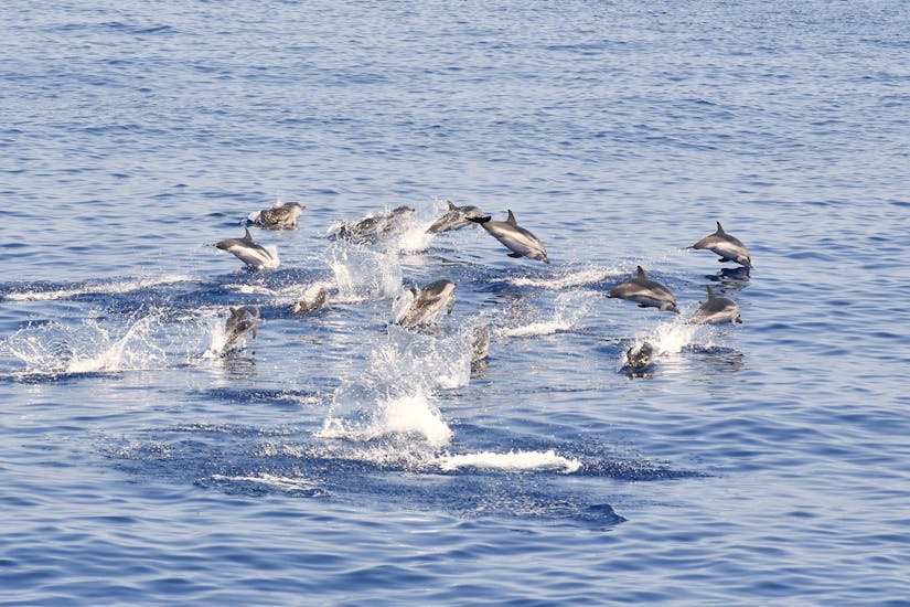 Alcuni delfini avvistati durante la gita in barca da Savona al Santuario Pelagos con avvistamento cetacei con BMC Yacht.
