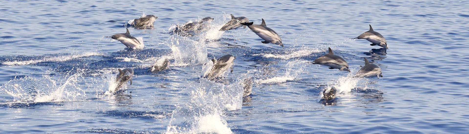 Algunos delfines avistados durante la excursión en barco desde Savona al Santuario de Pelagos con avistamiento de cetáceos con BMC Yacht.