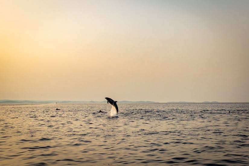 Giro in barca all'alba da Rovigno con avvistamento delfini.