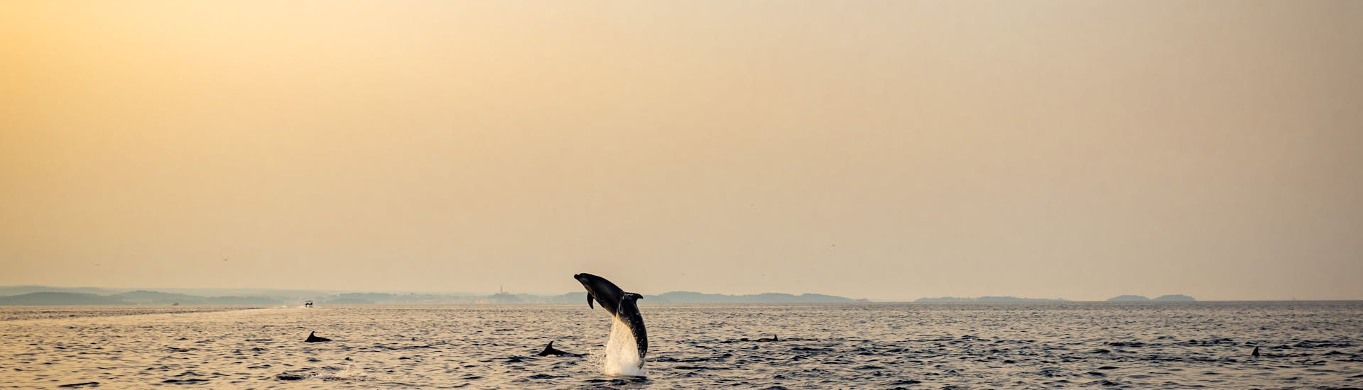 Balade en bateau au lever du soleil avec Observation des dauphins.