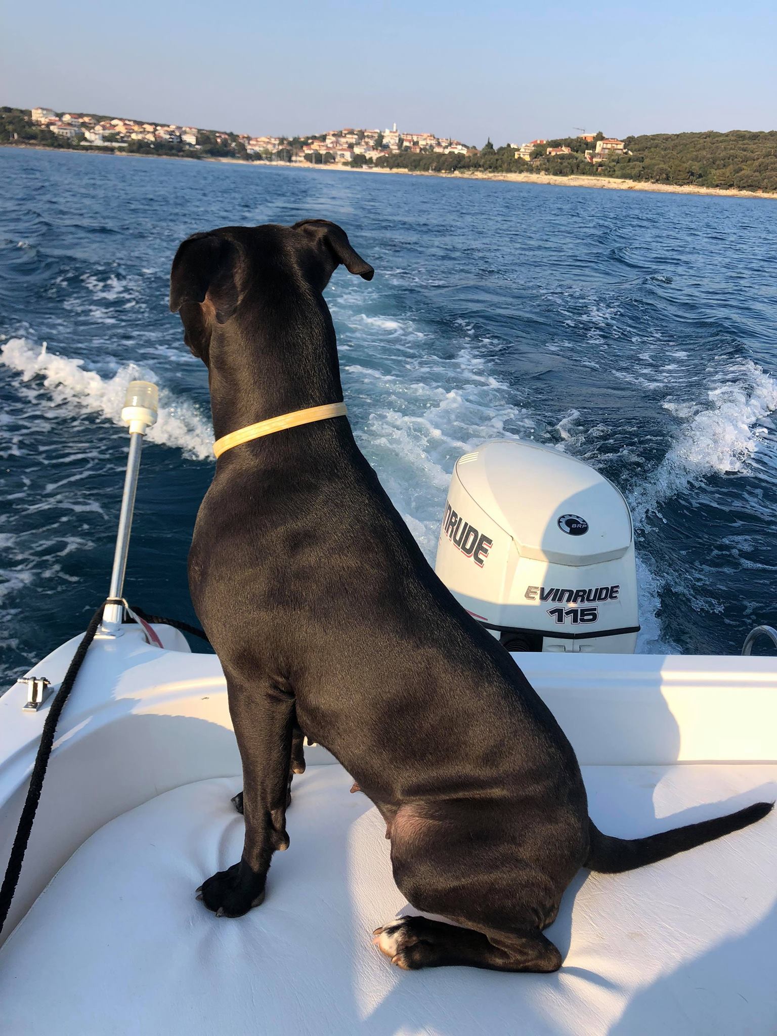 Our dog admires the waves during the Private Yacht Trip from Pula to Levan Island with Water Taxi Pula.