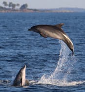 Two dolphins are jumping around during the Sunset Boat Trip in Novigrad with Dolphin Watching with Boat Matek Novigrad.