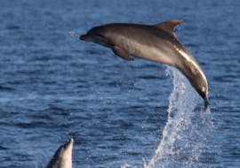 Deux dauphins sautent autout du bateau lors de la Balade en bateau au coucher de soleil à Novingrad avec Observation des Dauphins avec Boat Matek Novigrad.