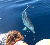 Un delfín saluda a un niño durante el paseo en barco lancha en Golfo Aranci con Dolphin Watching con DST Sardegna Golfo Aranci.