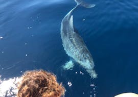 Un delfín saluda a un niño durante el paseo en barco lancha en Golfo Aranci con Dolphin Watching con DST Sardegna Golfo Aranci.