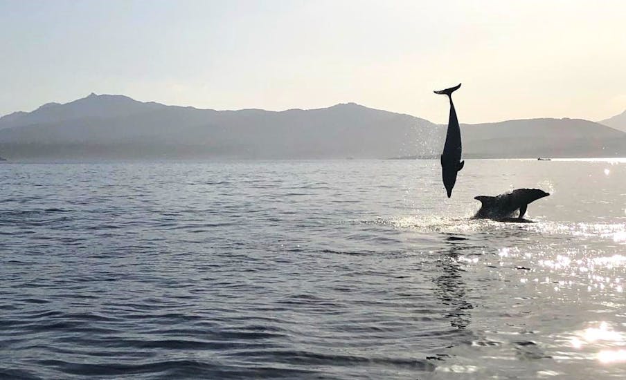 Delfines saltando en el mar durante el paseo en barco RIB en Golfo Aranci con Dolphin Watching con DST Sardegna Golfo Aranci.
