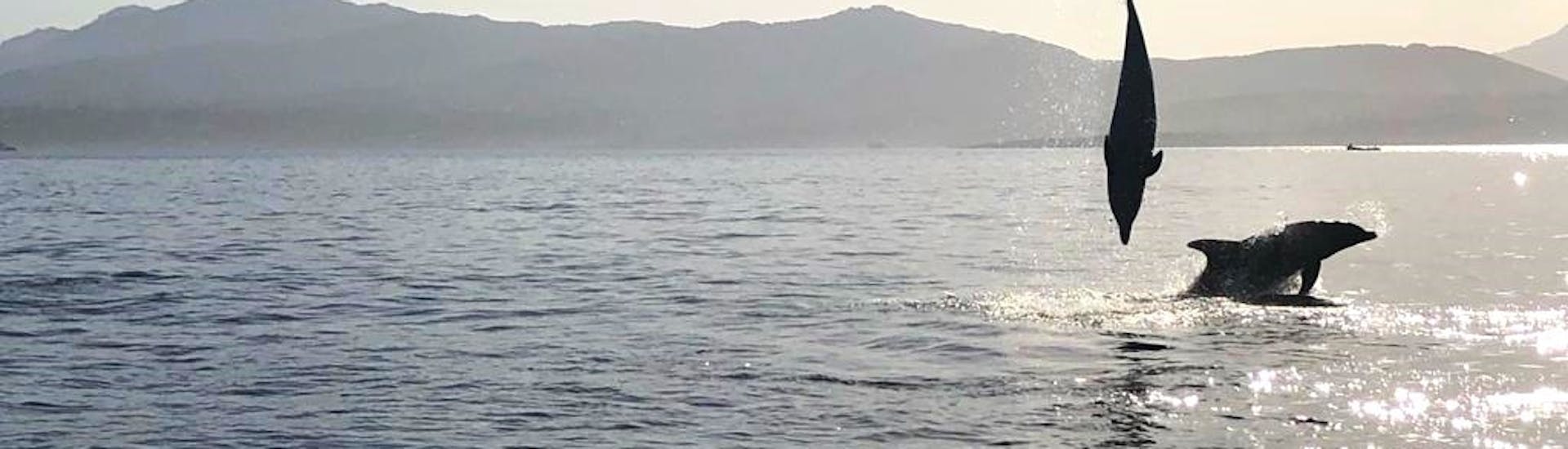 Dauphins sautant dans la mer pendant l'excursion en bateau semi-rigide à Golfo Aranci avec observation des dauphins avec DST Sardegna Golfo Aranci.