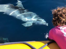 A dolphin is greeting a kid during the RIB Boat Trip in Golfo Aranci with Dolphin Watching and Snorkeling with DST Sardegna Golfo Aranci.