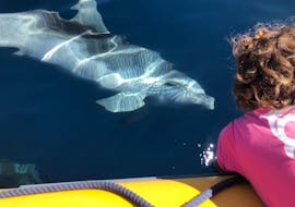 Ein Delfin begrüßt ein Kind während der RIB-Bootstour im Golfo Aranci mit Delfinbeobachtung und geführtem Schnorcheln mit DST Sardegna Golfo Aranci