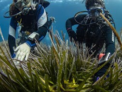 Two divers under water surround by seaweed during SSI Open Water Diver course in Ses Salines from Formentera for beginners by Vellmari Diving Center Formentera.