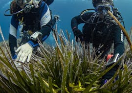 Two divers under water surround by seaweed during SSI Open Water Diver course in Ses Salines from Formentera for beginners by Vellmari Diving Center Formentera.