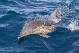 Delfín visto durante el paseo en barco al atardecer en el Parque Nacional de Brijuni con Dolphin Watching con Elen Taxi Boat Fažana.