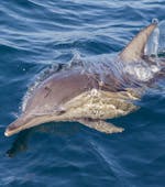 Dolfijn gezien tijdens Boottocht bij zonsondergand in de Brijuni Nationaal Park met dolfijnen spotten met Elen Taxi Boat Fažana.