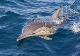 Dolfijn gezien tijdens Boottocht bij zonsondergand in de Brijuni Nationaal Park met dolfijnen spotten met Elen Taxi Boat Fažana.