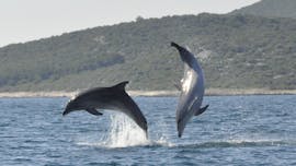 Delfine während der Bootstour am Morgen mit Delfinbeobachtung rund um Vrsar mit Santa Ana Vrsar.