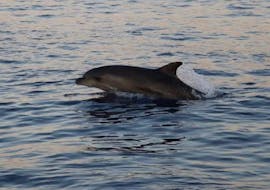 Un delfín visto desde un paseo en barco al atardecer desde Cala Ratjada con música jazz y avistamiento de delfines con Coral Boat Cala Ratjada.