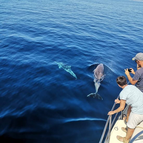 I delfini del Giro in barca da Murter con avvistamento delfini e sosta per nuotare con Dolphin Watching Murter.