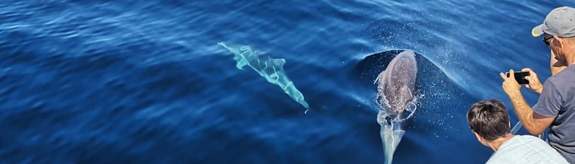 I delfini del Giro in barca da Murter con avvistamento delfini e sosta per nuotare con Dolphin Watching Murter.