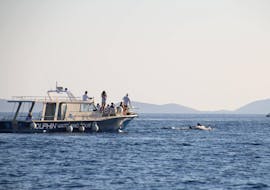 Boat of Dolphin Watching Murter during the boat trip from Murter with Dolphin Watching and Swimming stop.