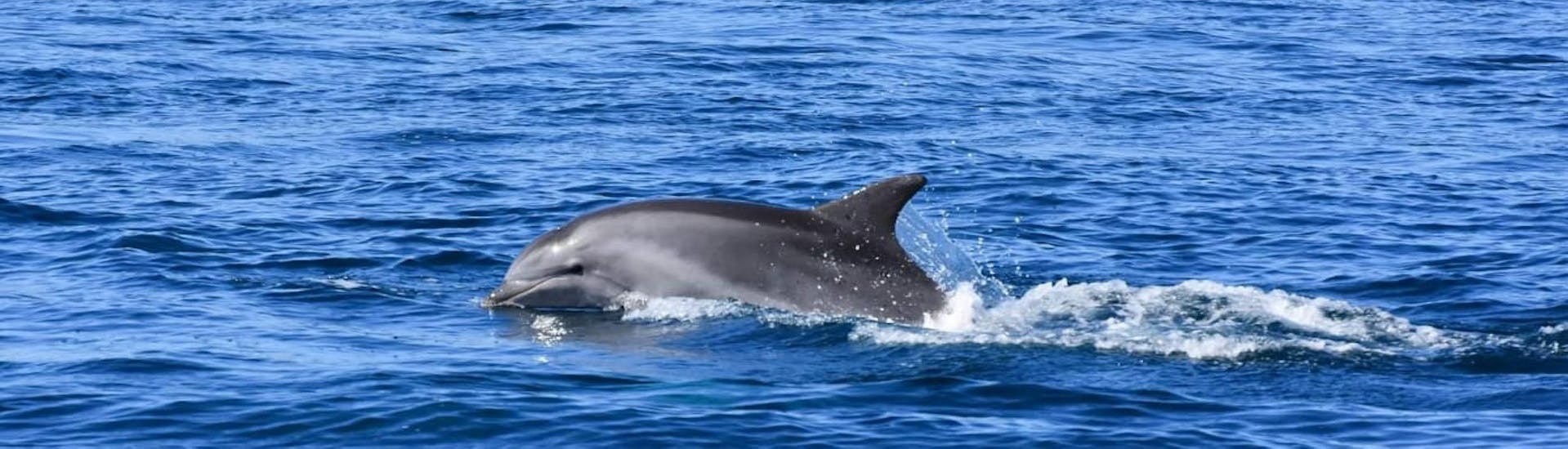 Un dauphin durant l'excursion en bateau depuis Murter autour de l'Aquatorium avec Observation des Dauphins avec Dolphin Watching Murter.