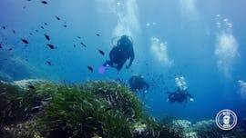 Alcuni pesci che potete ammirare durante le Immersioni di prova ad Addaia a Menorca per principianti (PADI) con Blue Dive Menorca.
