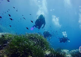 Alcuni pesci che potete ammirare durante le Immersioni di prova ad Addaia a Menorca per principianti (PADI) con Blue Dive Menorca.